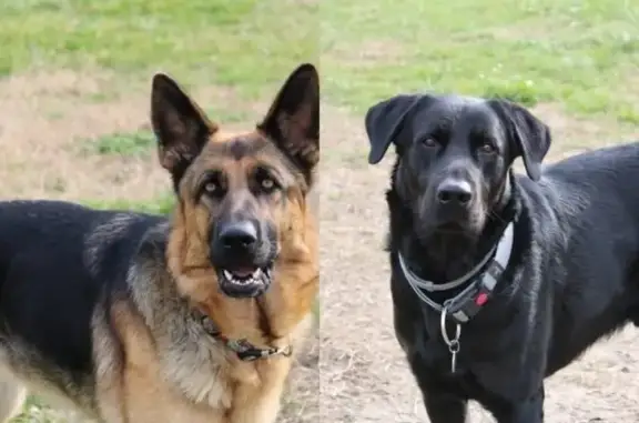Perdu Chien, Althen-des-Paluds, Marseille - Berger allemand et labrador noir - photo