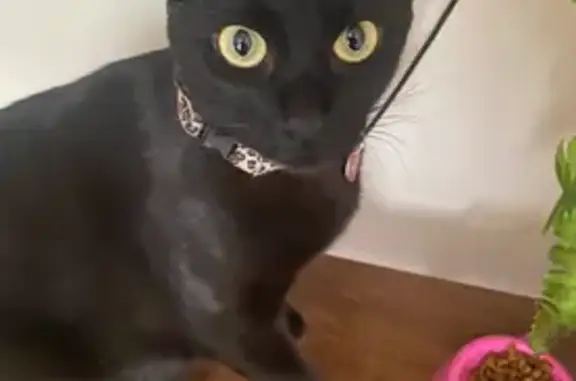 Gato desaparecido Fêmea (brl002573) - photo