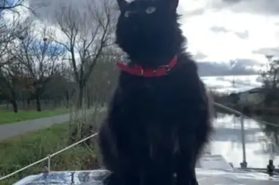 Animaux trouvés Boé, photo: Chat perdu, Rue Montalembert, Boé - femelle noire avec collier rouge