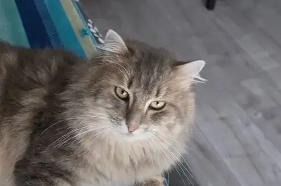 Chat perdu, Rue de la Résistance, Seyssinet-Pariset - tigré européen gris clair - photo