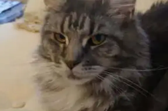 Chat perdu, Quai Charles de Gaulle, Bandol - maine coon stérilisée - photo