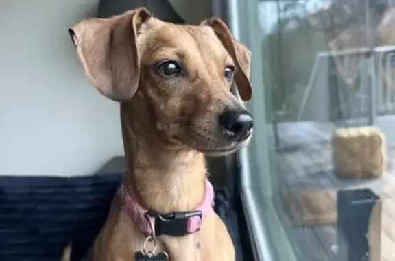 Lost female dog, Wild Oak Ranch Road, Grass Valley - brown dachshund - photo