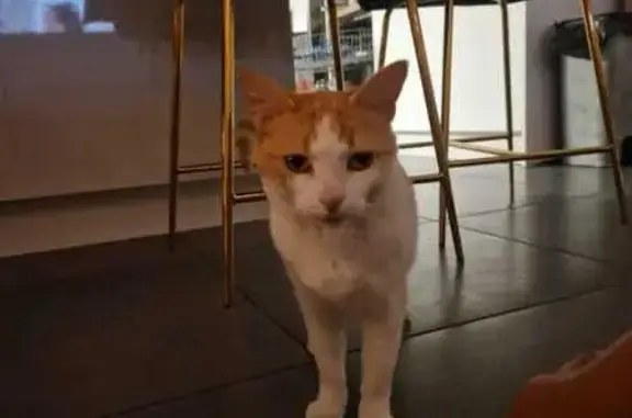 Chat perdu, Montauban, photo: Chat perdu, Rue des Merles, Montauban - femelle rousse et blanche
