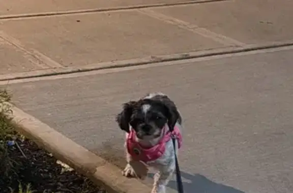 Lost and found pets Elizabeth, photo: Lost female dog, East Jersey Street, Elizabeth - black and white Shitzu
