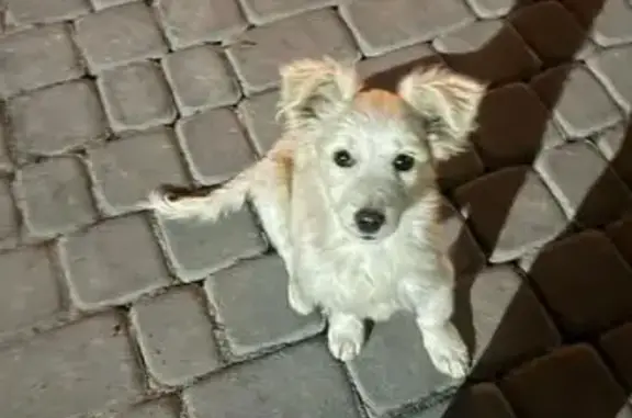 Знайдено собаку Зимна вода, фото: Знайдено собаку, вулиця Володимира Великого, Зимна Вода - двоє цуценят, хлопчик і дівчинка