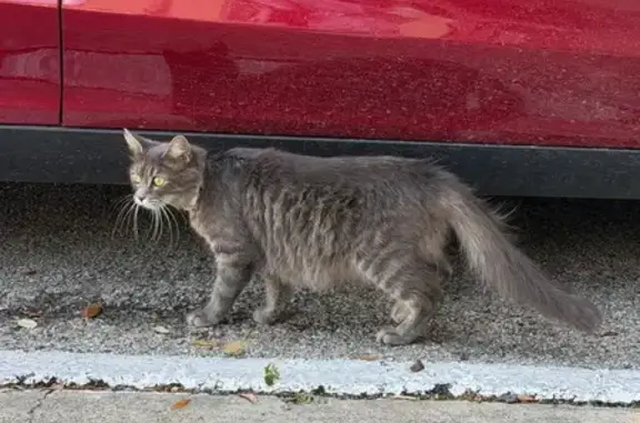 Lost and found pets Dallas, photo: Found female cat, Dyer Street, Dallas - fluffy grey with yellow eyes
