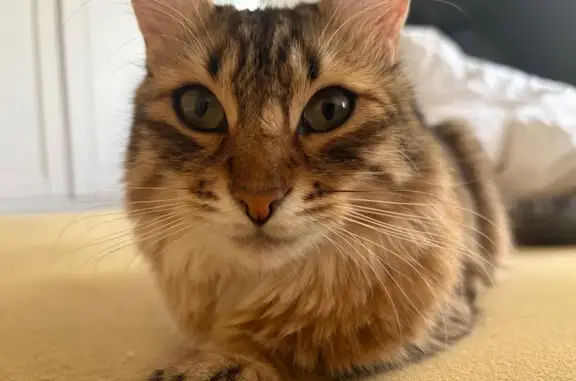 Chat perdu, Ambarès-et-Lagrave, photo: Chat perdu, Ambarès-et-Lagrave, Limoges - tache plus claire sur le nez