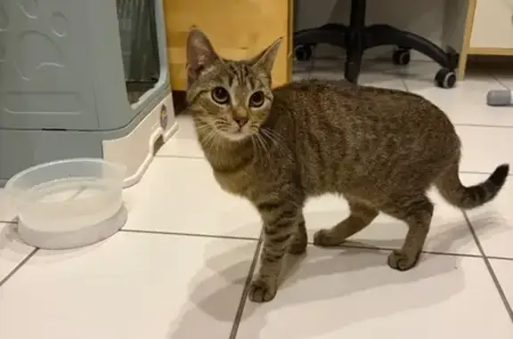 Chat trouvé Soisy-sous-Montmorency, photo: Trouvé Chat, Allée de Blainville, Soisy-sous-Montmorency - jeune chatte tigrée