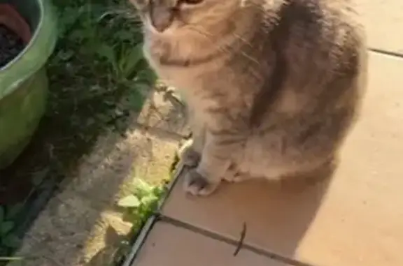 Chat perdu, Paris, photo: Chat perdu, Rue de la Tisserière, Chassieu, Paris - petite chatte grise tigrée