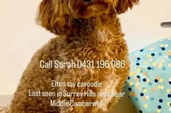 Missing dog Male, Melbourne (al495749) - photo