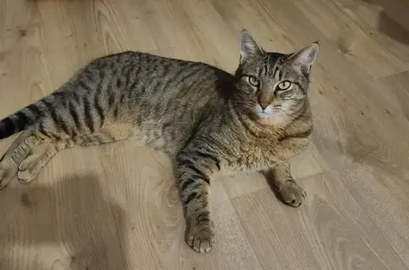 Animaux perdus Arras, photo: Perdu chat, Rue Jussieu, 20, Arras - mâle tigré, très social