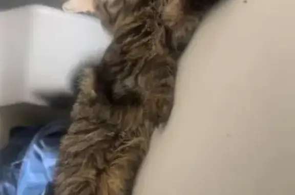 Lost and found pets Indian Village, photo: Lost female cat, Brick Road, South Bend, Vineland - orange collar with bell & fish