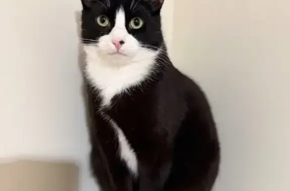 Lost male cat, West 26th Avenue, Golden - no collar, chipped - photo