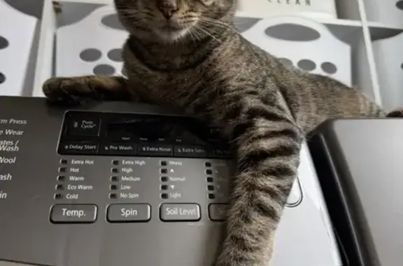 Lost male cat, Sunnywood Drive, Nashville - brown/gray tabby - photo