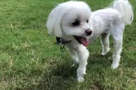 Lost female dog, Girard Park Drive, Lafayette - photo