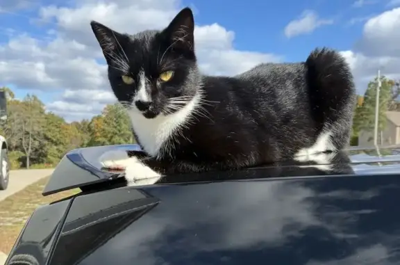 Lost female cat, Poplar Springs Road, Cumberland City - black/white, very nice and friendly - photo