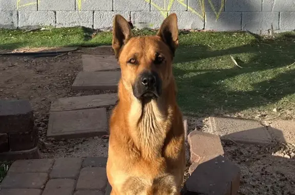 Lost male dog, South Wesley Street, Las Vegas - blonde German shepherd mix - photo