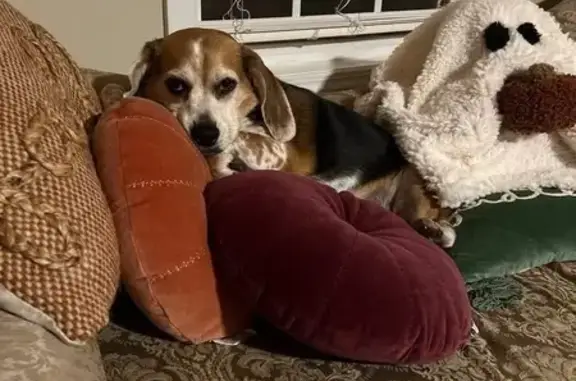 Lost female dog, Kaitlyn Virginia Court, Clarksville - purebred beagle with floppy ears - photo