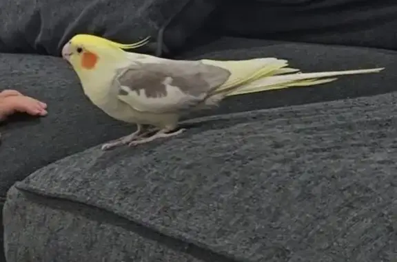 Lost male bird, Weir Crescent, Sydney - cockatiel named Cookie - photo