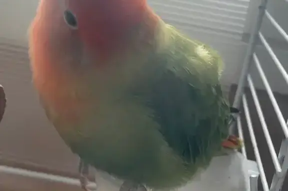 Lost pets Serangoon, photo: Lost bird, Punggol Drive, 663A, Singapore - greenish and reddish