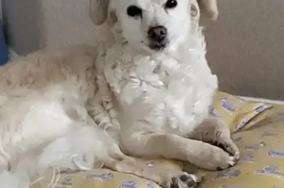 Lost and found pets Hillsboro, photo: Lost female dog, Southeast Jacquelin Drive, Hillsboro - small poodle mix