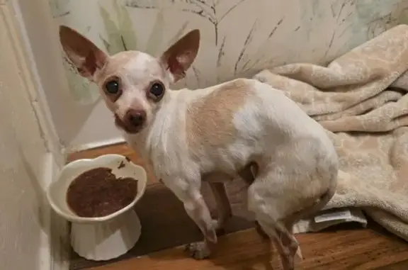 Lost and found pets Arlington, photo: Found female dog, Heather Hill Court, Grand Prairie - white and tan chihuahua