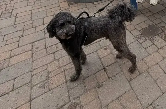 Missing dog Glenwood Springs, photo: Lost male dog, Glenwood Springs, Colorado - black with light gray fur