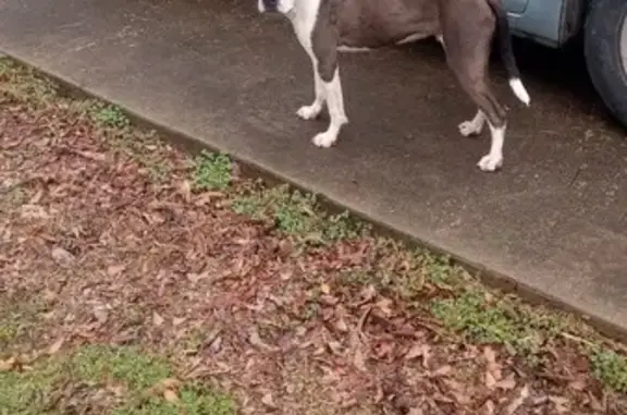 Lost dog, Navarro Lane, 927, Birmingham - male pitty mix - photo