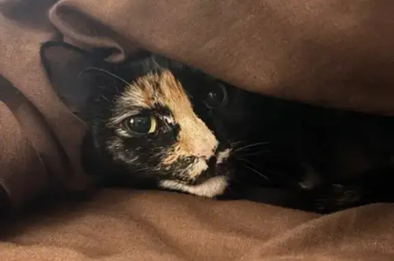 Lost female cat, Toye Boulevard, Canyon Lake, San Antonio - adult tortoiseshell - photo