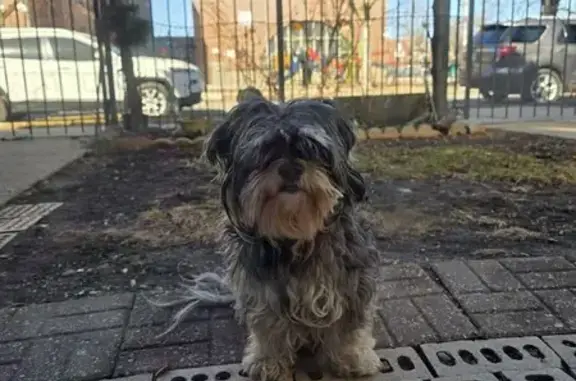 Lost and found pets Chicago, photo: Lost male dog, South Kildare Avenue, 2556, Chicago - gray