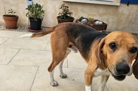 Animaux trouvés Ribérac, photo: Trouvé Chien Beagle, Les Marteilles, Bouteilles-Saint-Sébastien