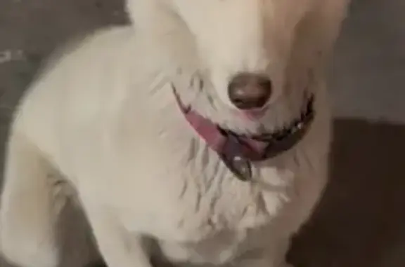 Lost female dog, Emmons Avenue, North Las Vegas - white Siberian husky - photo