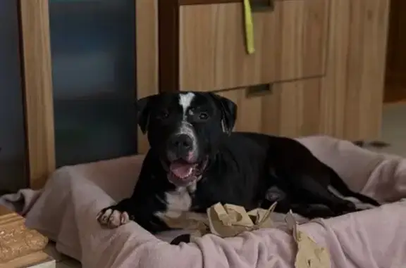 Порода амстаф колір мокрий асфальт, на голові та шиї є білі плями, є чіп був без ошийника . Втік з подвірʼя орієнтовно близько до восьмої години, останній раз бачили біля Вікторії Гарденс побіг в сторону кільця.