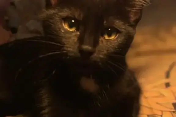 Chat perdu, Paris, photo: Perdu chat femelle, Avenue de Mendiguren, Nice - yeux jaunes