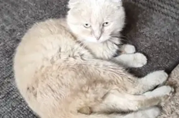 Знайдена кішка, вулиця Капітан...