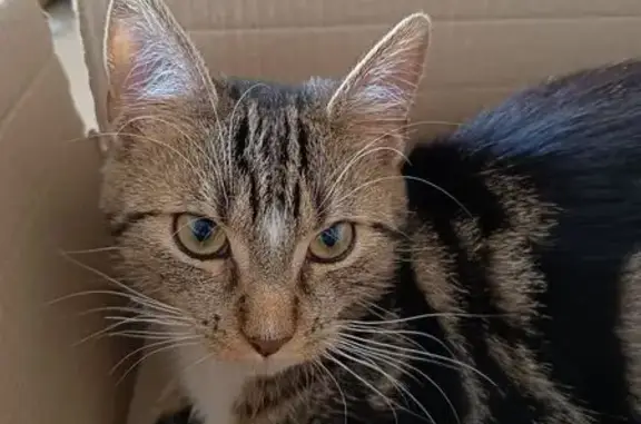 Animaux perdus Reims, photo: Chat perdu, Rue du Danube, Reims - tâche blanche entre les yeux