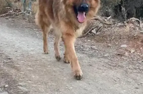 Perdido perro macho, Calle Julio Verne, Málaga - photo