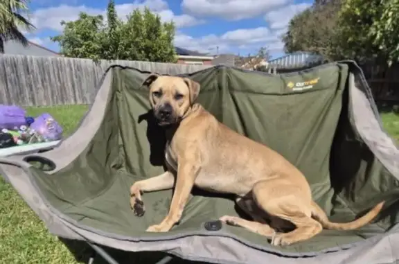 Lost male dog, Waradgery Drive, Knox City - scared and not vicious - photo