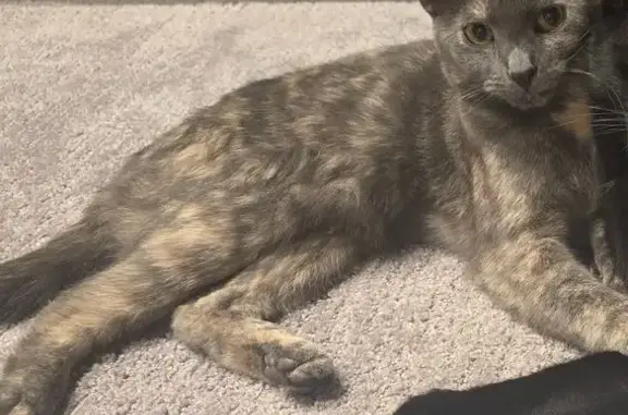 Lost female cat, Waterdale Road, Banyule - grey and blonde fur - photo