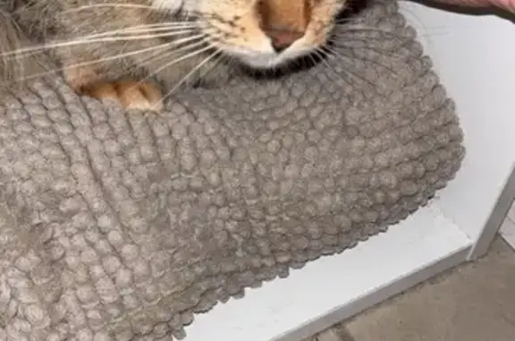 Lost female cat, Jenner Street, Brisbane - thick caramel coat, pink collar - photo