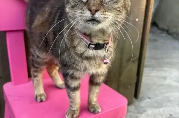 Chat perdu, Impasse de Benedigues, Villenave-d'Ornon - Céline, collier rose - photo