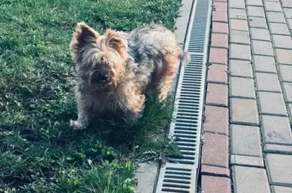 Знайдено собаку Харків, фото: Знайдено собаку, йорширський тер'єр, Харків - лагідний та кмітливий