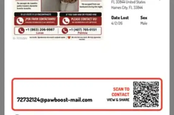 Lost male dog, Pigeon Plum Drive, Haines City - photo