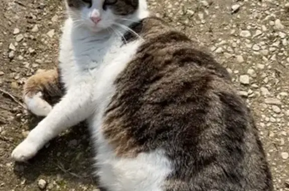 Animaux perdus Villenauxe-la-Grande, photo: Perdu chat homme castré, Route de Pont sur Seine, La Villeneuve-au-Châtelot, Saran