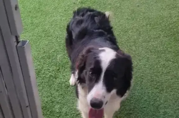 Perdido perro hembra, Camí de la Pedra Estela, 21C, Reus - de nombre Alma - photo