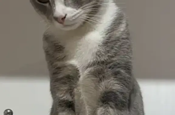 Missing cat Devon Meadows, photo: Lost male cat, Ravenswood Avenue, Casey City - light grey with white markings