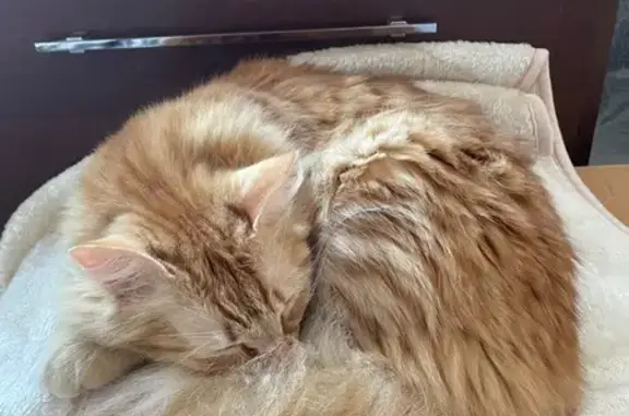 Gato perdido Hembra, Malaga (sl495339) - photo