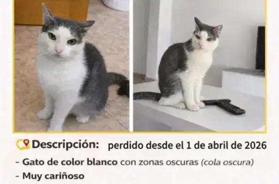 Perdido gato masculino, Travesía Carril Saavedra, San Ginés, Lorca - lleva chip - photo