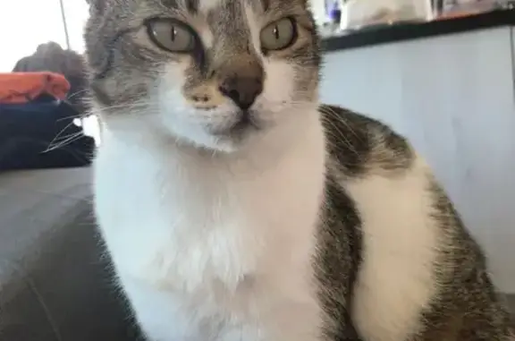 Perdu chat femelle, Lieu dit les Terres Blanches, Pompignac - petite taille - photo