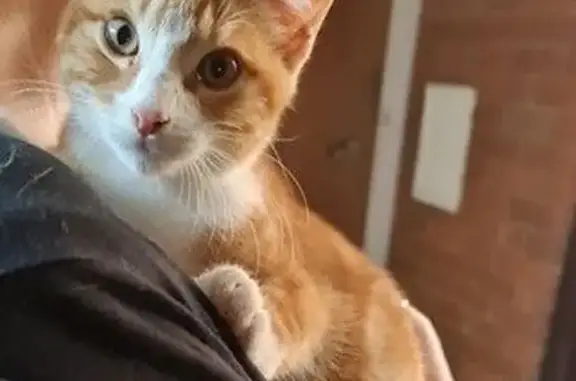 Found male cat, Sandal Crescen...